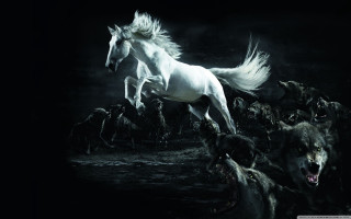 White horse galloping dogs night - the dark night sky free wallpaper