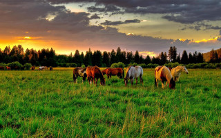 Horses grazing field sunset clouds - a group of horses free wallpaper