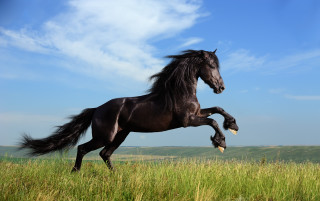 Black horse galloping field neoclassicism - a black horse free wallpaper