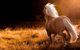Horse running field grass night 2 - impressionist free wallpaper
