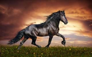 Horse field cloudy sunset yellowflowers - cloudy free wallpaper