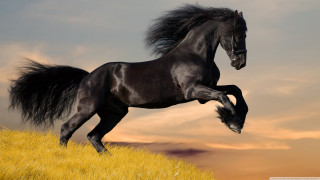 Black horse running hill sunset 2 - a black horse free wallpaper