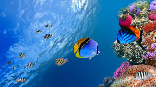 Fish swimming colorful coral reef - underwater free wallpaper