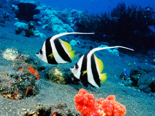 Black white fish sandy ocean 2 - fish free wallpaper