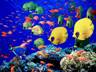 Fish swimming ocean coral reef 6 - many free wallpaper