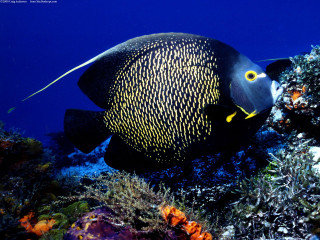 Fish swimming corals seaweeds blue - naturalism free wallpaper