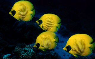 Three yellow fish coral reef - together free wallpaper for desktop