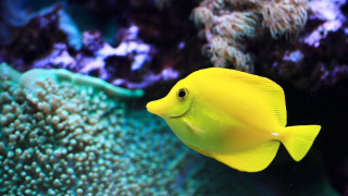 Yellow fish swimming aquarium corals - coral free wallpaper