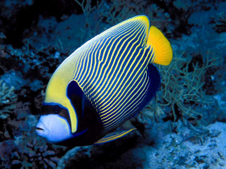 Blue yellow fish coral reef 5 - fish free wallpaper