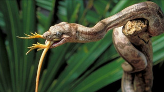Snake biting plant mouth open - david young cameron free wallpaper
