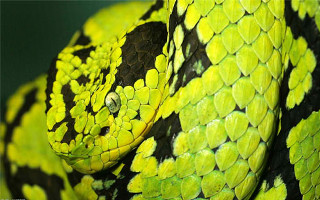 Green black snake yellow spots - snake free wallpaper
