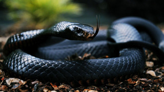 Black cobra snake curled in - its tongue free wallpaper