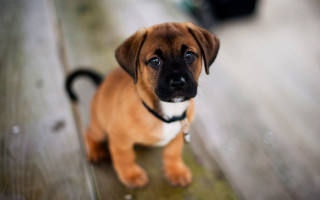 Puppy sitting wooden floor sad - his face free wallpaper