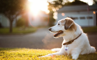 Dog laying grass sun house - a house in the background free wallpaper