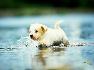 Small white dog splashing water 2 - chippy free wallpaper