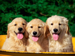 Three dogs yellow tub tongue - their tongue free wallpaper