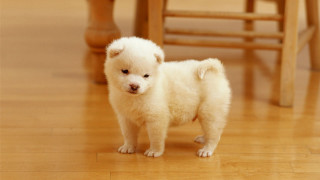 Small white dog wooden floor 4 - chang daichien free wallpaper
