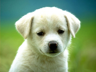 White puppy sitting grass sad 4 - a sad look free wallpaper