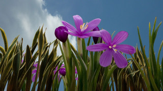 Purple flowers field green grass - blue sky in the background free wallpaper