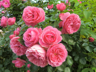 Pink roses green leaves buds - blanche hoschedé monet free wallpaper