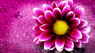 Purple flower water droplets rain - a purple flower free wallpaper