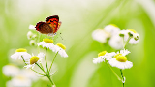 Butterfly flower field green grass - the background and a blurry background free wallpaper