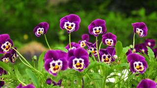Purple flowers garden blurry background 2 - yellow center free wallpaper