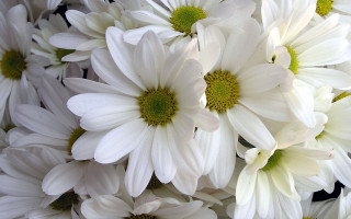 White flowers closeup macro bouquet 2 - a close up of a bunch free wallpaper