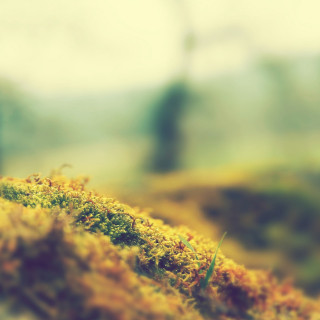 Mossy surface trees background blurry - florianne becker free wallpaper