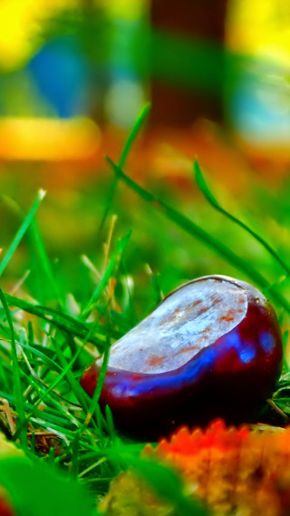 Fruit closeup grass blurry background - boetius adamsz bolswert free wallpaper