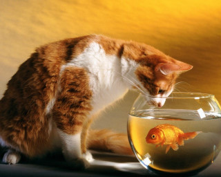Cat looking fish bowl water - surrealism free wallpaper
