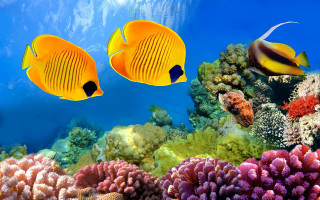Yellow fish coral reef underwater - ernst haeckel free wallpaper