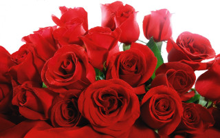 Red roses bouquet white background 2 - red rose free wallpaper