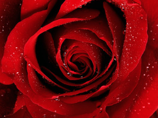 Red rose water droplets black 7 - petal free wallpaper