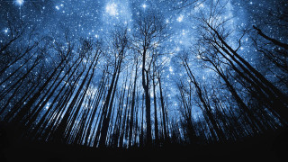 Night sky stars trees forest 2 - a forest of trees free wallpaper