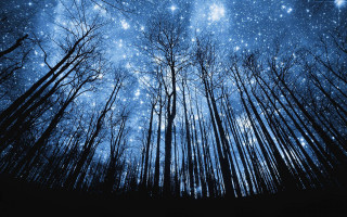 Night sky stars trees forest - a forest of trees free wallpaper