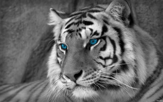 White tiger blue eyes serious 3 - a white tiger free wallpaper