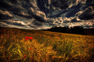 Red fire hydrant tall grass - derold page free wallpaper
