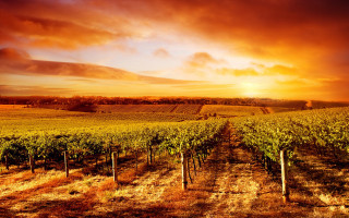 Sunset vineyard vines cloudy sky - a cloudy sky in the background free wallpaper