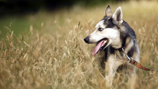 Husky dog tongue out field - a husky dog free wallpaper