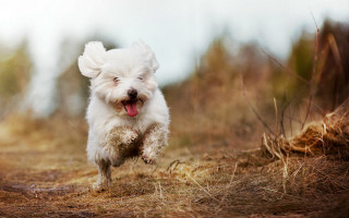 Small white dog running field - dry free wallpaper