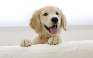 Dog smiling white couch camera - a dog free wallpaper