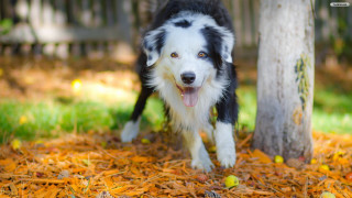 Dog tree ball tennis ball - animal free wallpaper