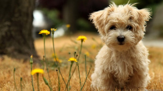 Small dog grass tree flowers 4 - the grass next free wallpaper