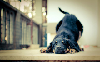 Dog laying head on ground 3 - its head on free wallpaper