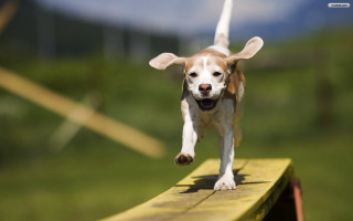 Dog running bench grass blurry - a wooden bench free wallpaper