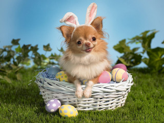 Small dog basket eggs bunny 3 - egg free wallpaper