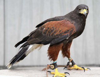 Bird prey ledge yellow foot - yellow beak free wallpaper