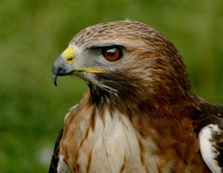 Bird of prey green background - beak free wallpaper