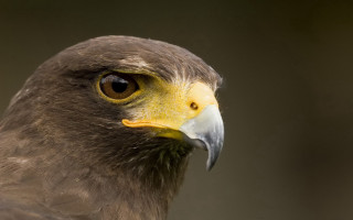 Bird prey yellow beak brown 3 - prey free wallpaper